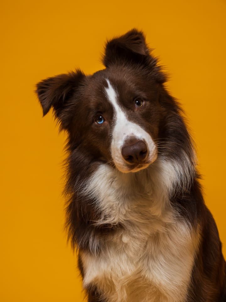 Border Collie zâmbind în studioul The Pawtograph