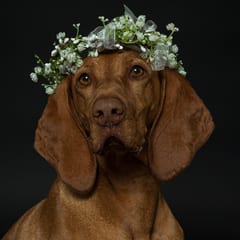 Bella fotografiată de The Pawtograph