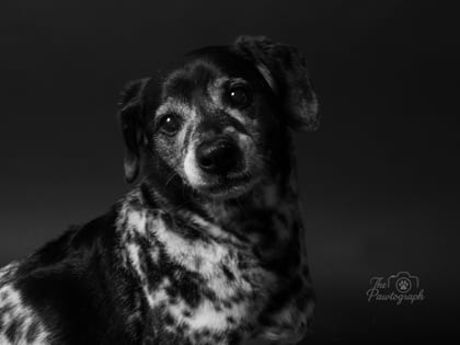 Charlie fotografiat de The Pawtograph
