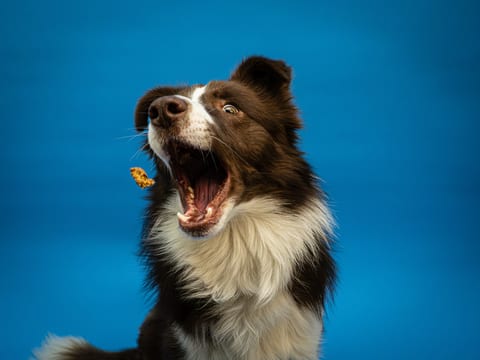Border Collie pe fundal albastru într-o ședință foto