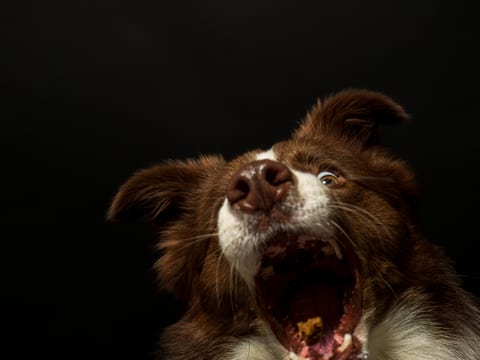 Portret expresiv de Border Collie pe fundal închis