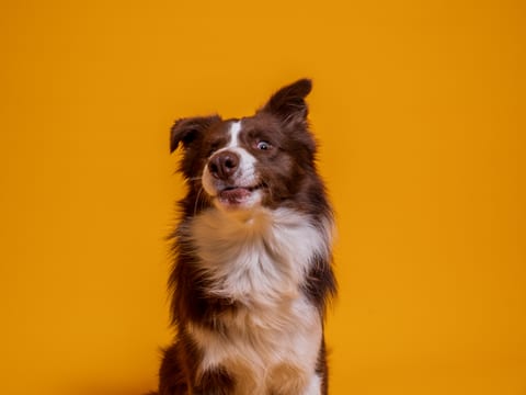 Border Collie cu privire curioasă pe fundal cald