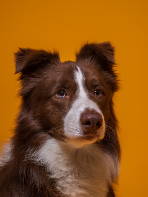 Portret apropiat de Border Collie pe fundal portocaliu