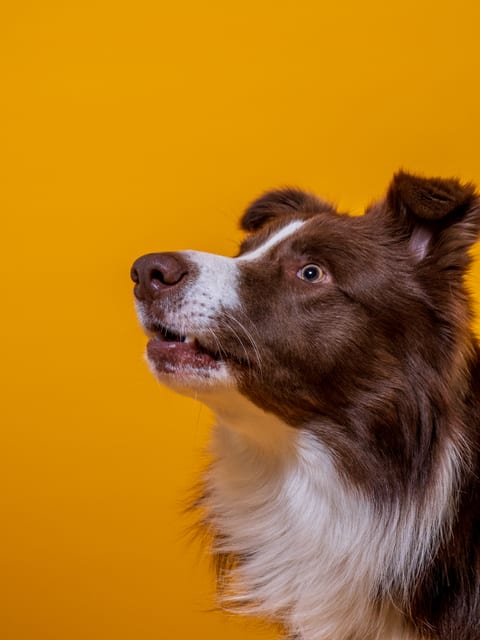 Border Collie din profil pe fundal galben