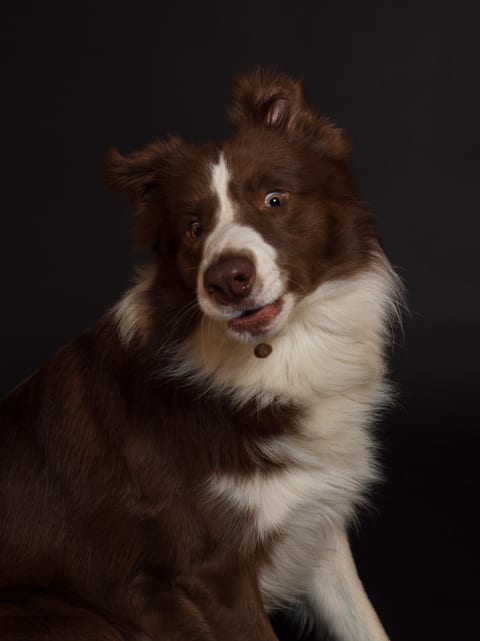 Portret de Border Collie pe fundal întunecat