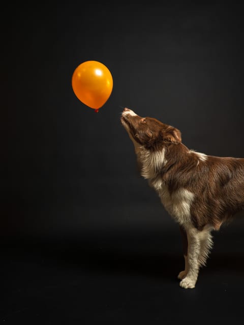 Câine privind un balon portocaliu în studio