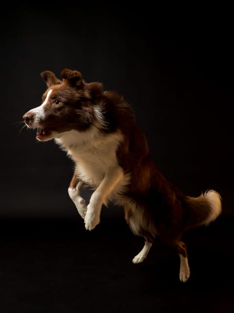 Border Collie sărind pe fundal de studio