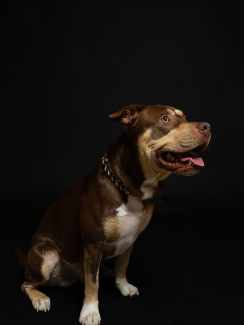 Pit Bull cu zgardă pe fundal de studio negru