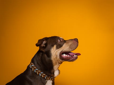 Pit Bull din profil pe fundal cald