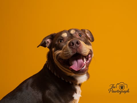 Pit Bull zâmbitor pe fundal portocaliu