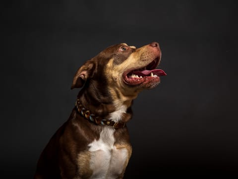 Pit Bull pe fundal de studio închis