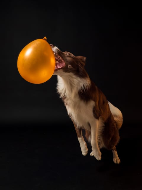 Border Collie cu balon în compoziție de studio