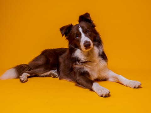 Border Collie relaxat pe fundal galben