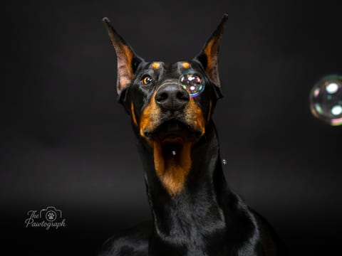 Doberman cu baloane de săpun pe fundal de studio închis