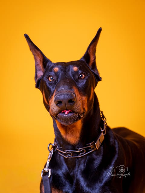 Doberman atent pe fundal galben