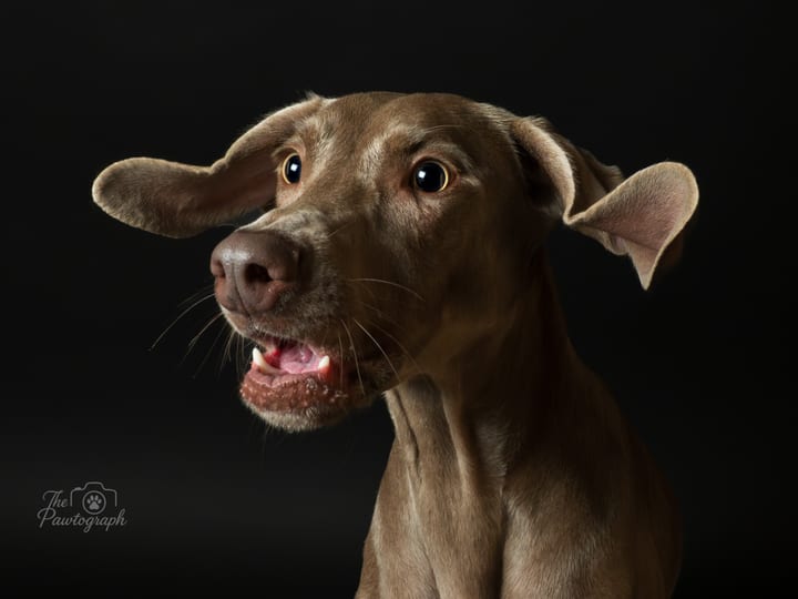Weimaraner cu privire curioasă pe fundal închis