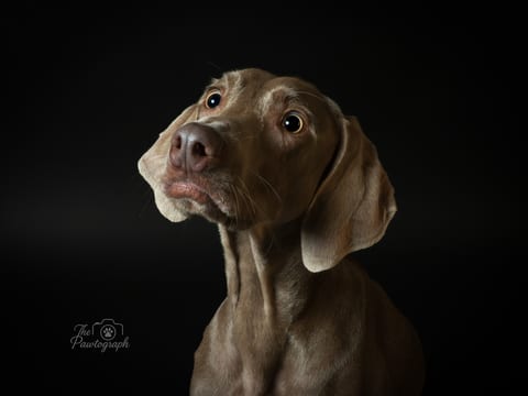 Weimaraner expresiv pe fundal de studio închis