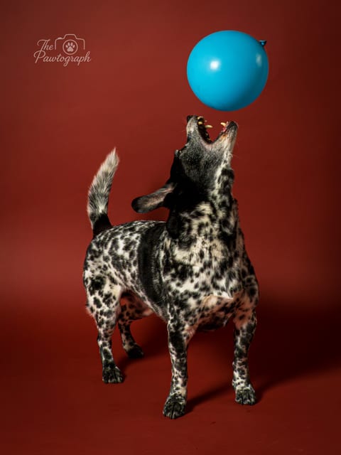 Câine pătat cu balon albastru pe fundal roșu