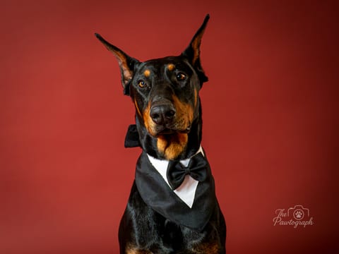 Doberman elegant cu papion pe fundal roșu