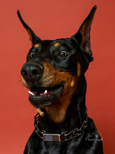 Doberman zâmbitor pe fundal roșu