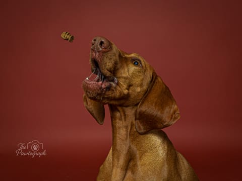 Vizsla pe fundal roșu prinzând o recompensă