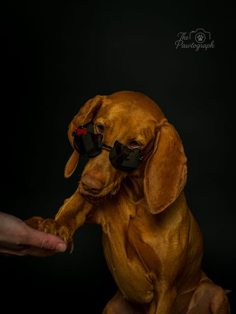 Vizsla cu ochelari de soare pe fundal închis