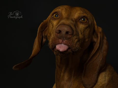 Vizsla expresiv pe fundal de studio închis