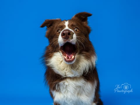 Border Collie zâmbitor pe fundal albastru
