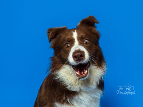 Border Collie surprins pe fundal albastru