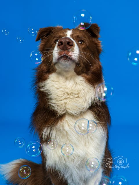 Border Collie cu baloane de săpun pe fundal albastru
