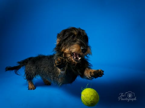 Dachshund cu minge de tenis pe fundal albastru
