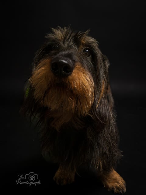 Dachshund cu blană sârmoasă pe fundal de studio închis
