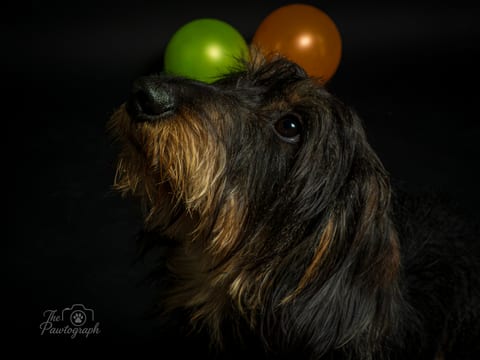 Dachshund cu baloane colorate pe fundal de studio închis