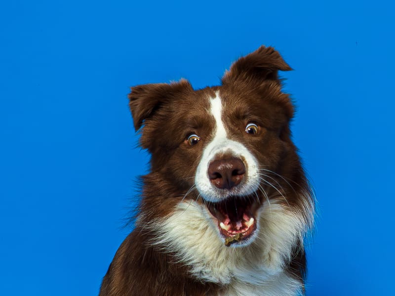 Border Collie în studio The Pawtograph