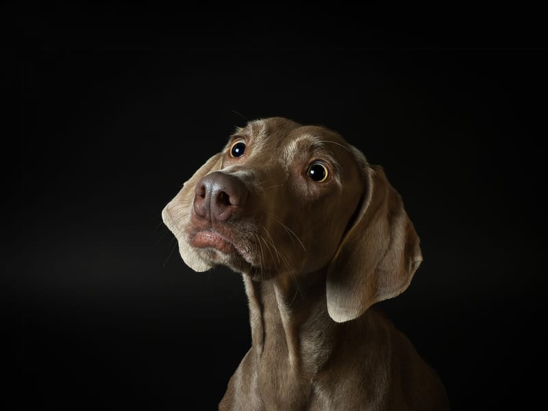 Câine fotografiat pe fundal albastru în studio
