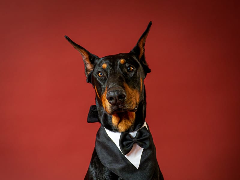 Câine fotografiat în studio The Pawtograph