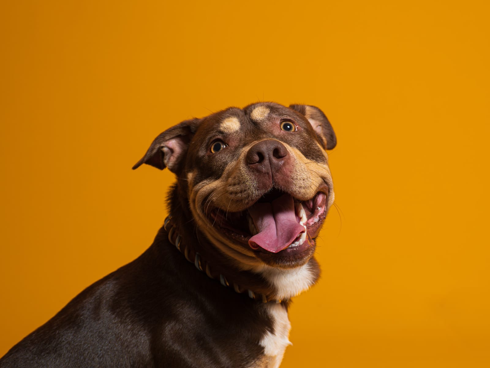 Câine zâmbitor pe fundal portocaliu într-o ședință foto The Pawtograph