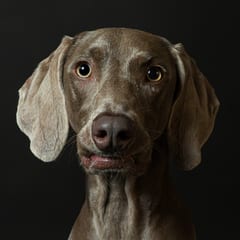 Luna fotografiată de The Pawtograph